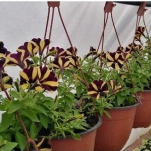 Virág- és palántabörze