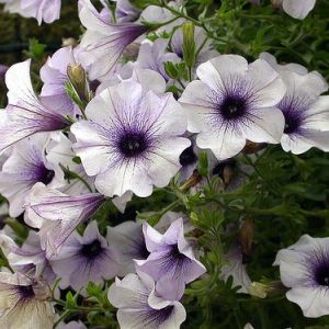 Felhívás a „Szebb, virágosabb Harkányért”