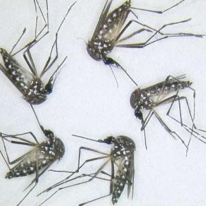 ÉRTESÍTÉS földi-kémiai (melegködös) szúnyoggyérítésről